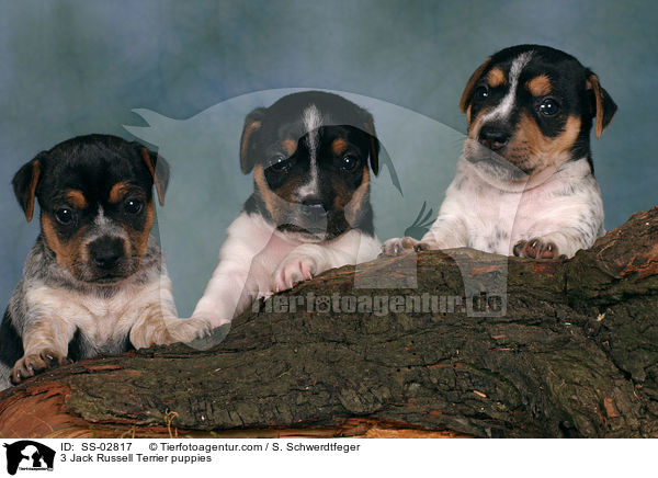 3 Jack Russell Terrier Welpen im Studio / 3 Jack Russell Terrier puppies / SS-02817