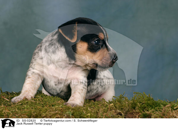 Jack Russell Terrier Welpe im Studio / Jack Russell Terrier puppy / SS-02820