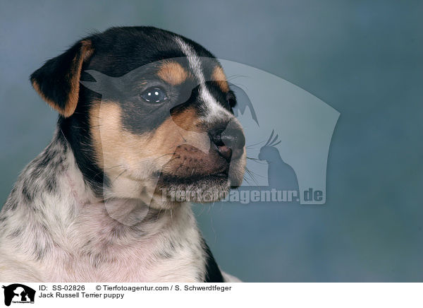 Jack Russell Terrier puppy / SS-02826