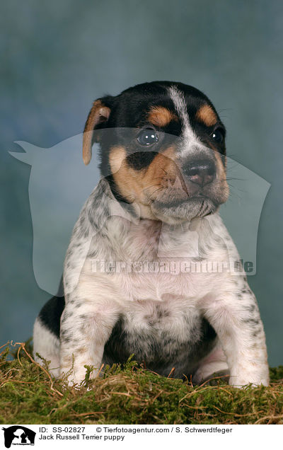 Jack Russell Terrier Welpe im Studio / Jack Russell Terrier puppy / SS-02827