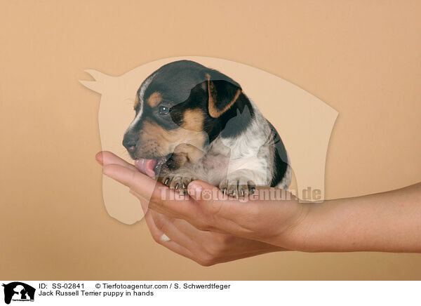 Jack Russell Terrier Welpe in Hnden / Jack Russell Terrier puppy in hands / SS-02841