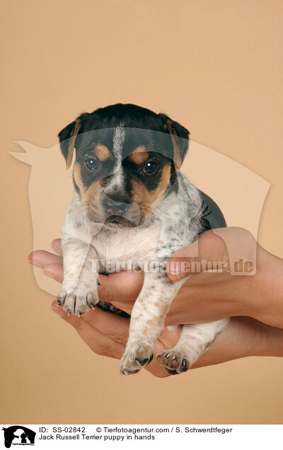 Jack Russell Terrier Welpe in Hnden / Jack Russell Terrier puppy in hands / SS-02842