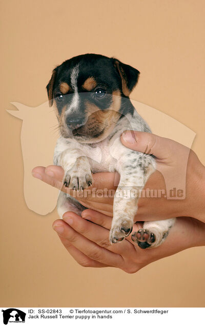 Jack Russell Terrier puppy in hands / SS-02843