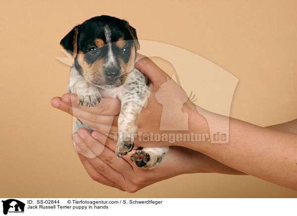 Jack Russell Terrier puppy in hands / SS-02844