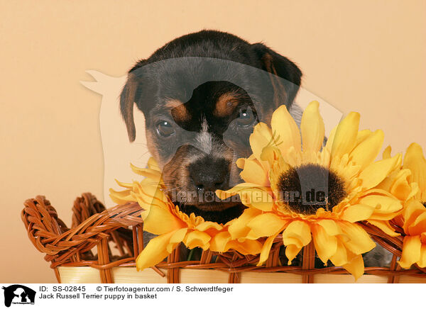 Jack Russell Terrier Welpe im Krbchen / Jack Russell Terrier puppy in basket / SS-02845