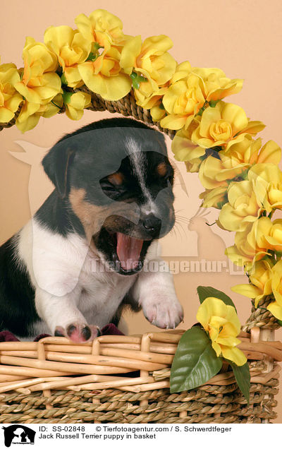 Jack Russell Terrier Welpe im Krbchen / Jack Russell Terrier puppy in basket / SS-02848