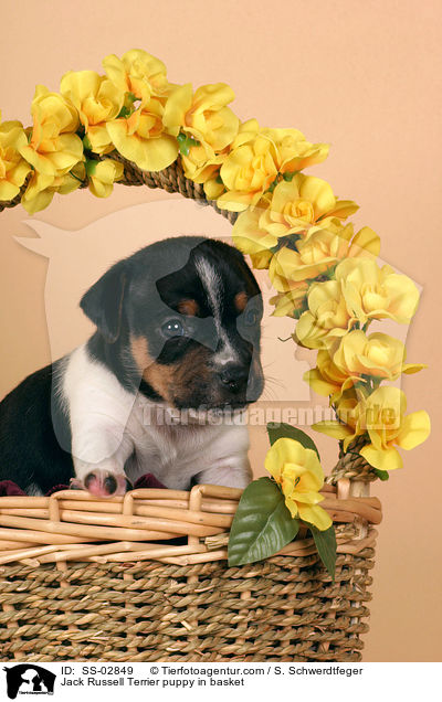 Jack Russell Terrier Welpe im Krbchen / Jack Russell Terrier puppy in basket / SS-02849