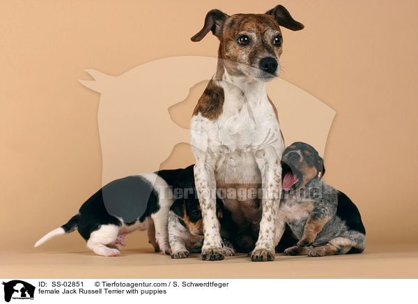 Jack Russell Terrier Hndin mit Welpen / female Jack Russell Terrier with puppies / SS-02851
