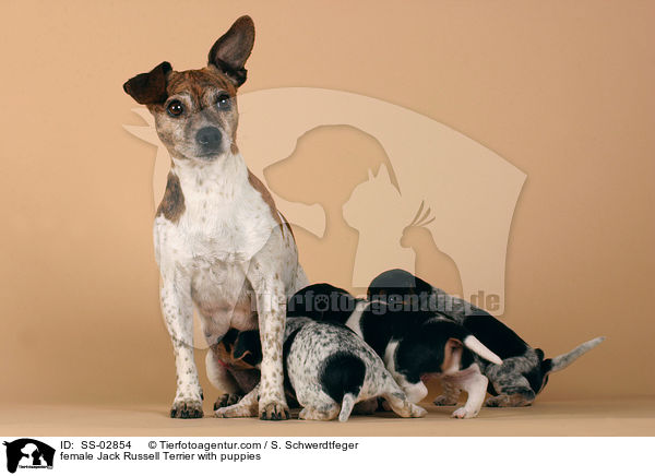 Jack Russell Terrier Hndin mit Welpen / female Jack Russell Terrier with puppies / SS-02854