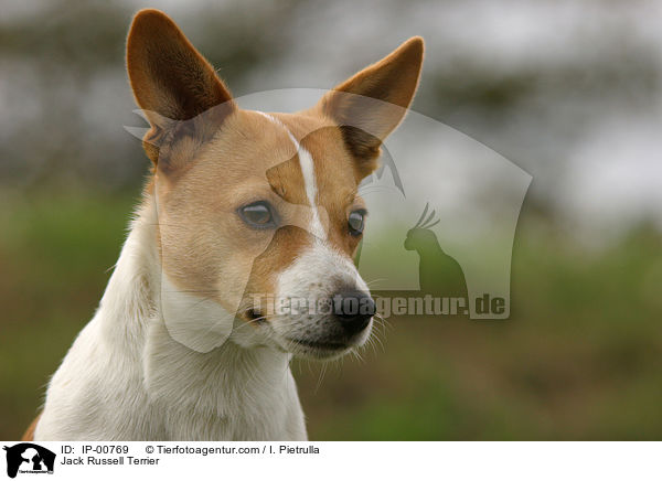 Jack Russell Terrier / Jack Russell Terrier / IP-00769