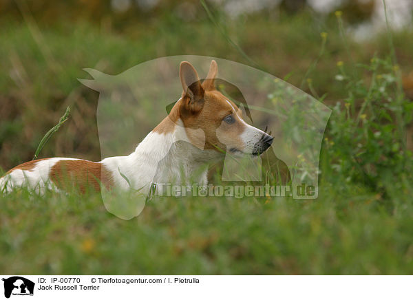Jack Russell Terrier / Jack Russell Terrier / IP-00770