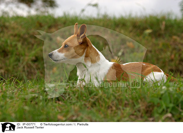 Jack Russell Terrier / Jack Russell Terrier / IP-00771