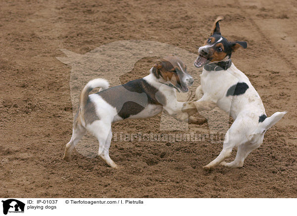 spielende Hunde / playing dogs / IP-01037