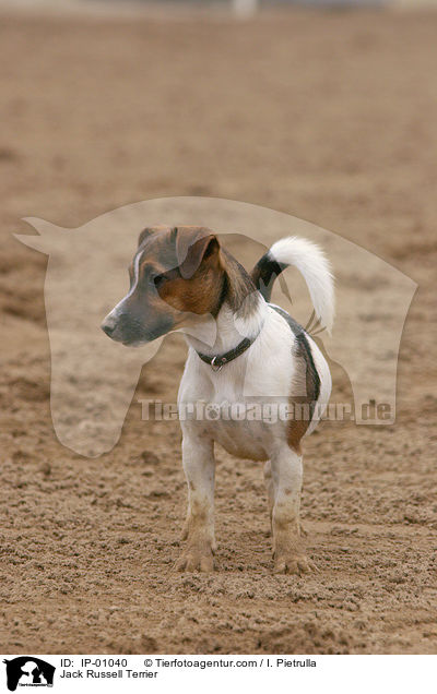 Jack Russell Terrier / Jack Russell Terrier / IP-01040