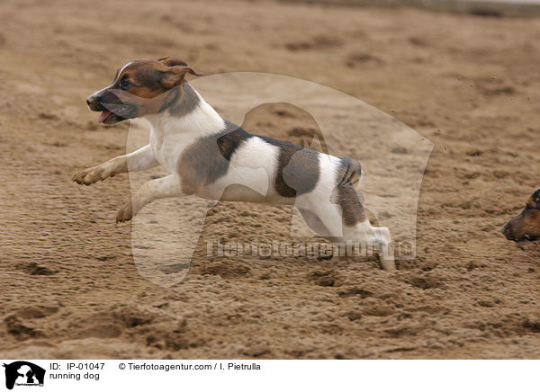 rennender Hund / running dog / IP-01047