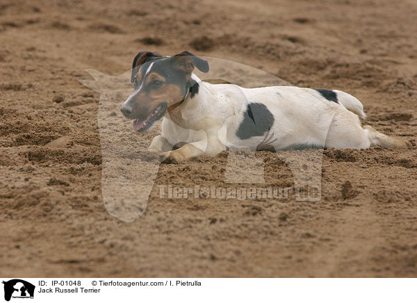 Jack Russell Terrier / Jack Russell Terrier / IP-01048