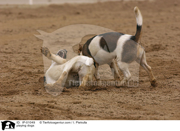 spielende Hunde / playing dogs / IP-01049