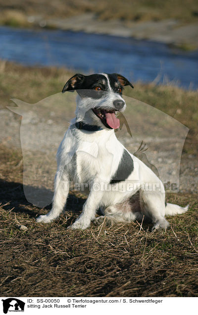 sitzender Jack Russell Terrier / sitting Jack Russell Terrier / SS-00050