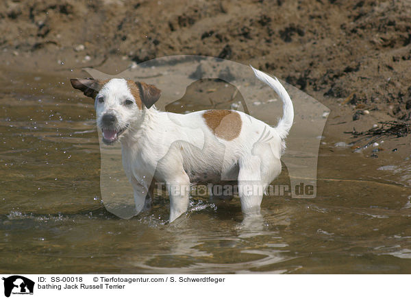 badender Jack Russell Terrier / bathing Jack Russell Terrier / SS-00018