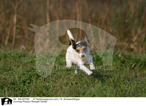 running Parson Russell Terrier / running Parson Russell Terrier / SS-00782