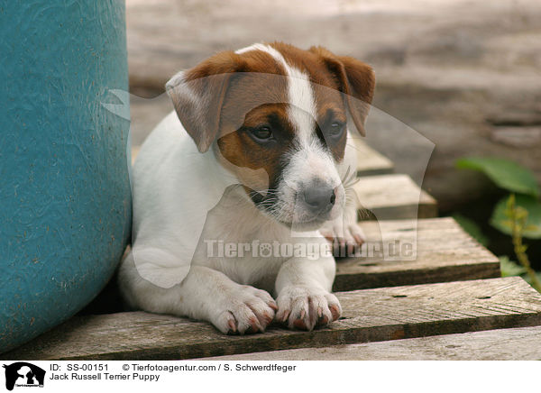 Jack Russell Terrier Welpe / Jack Russell Terrier Puppy / SS-00151