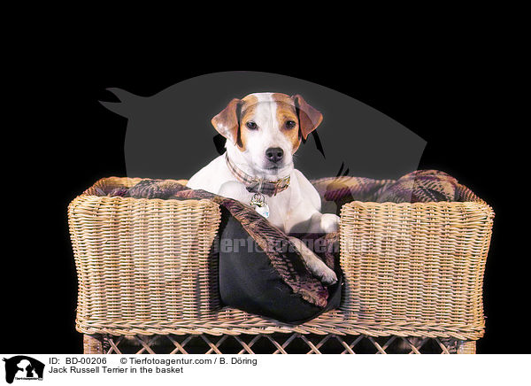 Jack Russell Terrier im Krbchen / Jack Russell Terrier in the basket / BD-00206