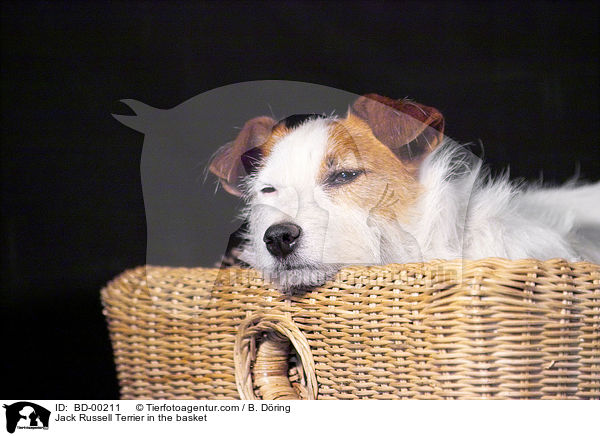 Jack Russell Terrier in the basket / BD-00211