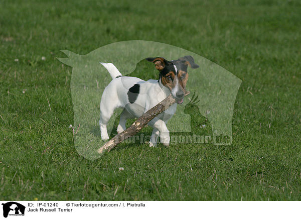 Jack Russell Terrier / Jack Russell Terrier / IP-01240