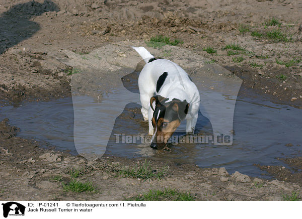 Jack Russell Terrier in einer Wasserpftze / Jack Russell Terrier in water / IP-01241