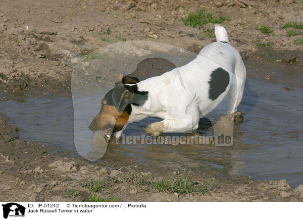 Jack Russell Terrier in einer Wasserpftze / Jack Russell Terrier in water / IP-01242