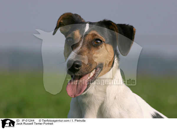 Jack Russell Terrier Portrait / Jack Russell Terrier Portrait / IP-01244
