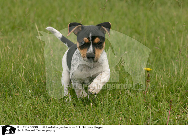 Jack Russell Terrier Welpe / Jack Russell Terrier puppy / SS-02938