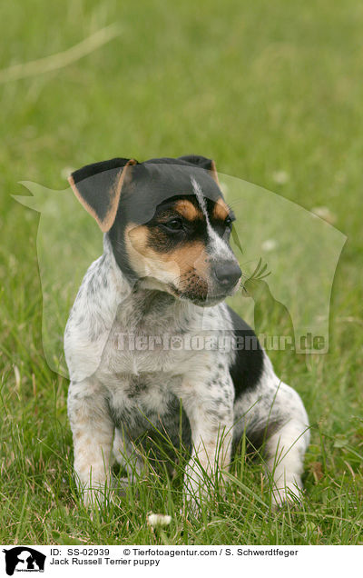 Jack Russell Terrier Welpe / Jack Russell Terrier puppy / SS-02939