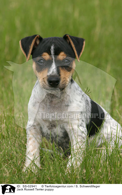 Jack Russell Terrier Welpe / Jack Russell Terrier puppy / SS-02941