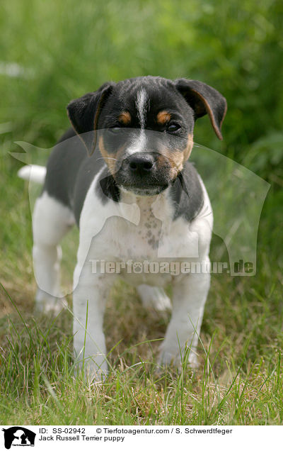 Jack Russell Terrier Welpe / Jack Russell Terrier puppy / SS-02942