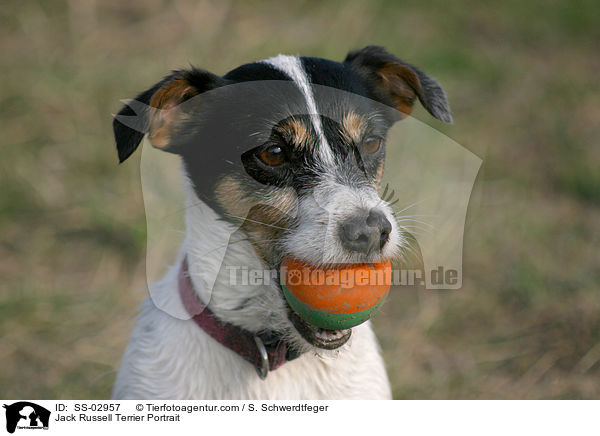 Jack Russell Terrier Portrait / Jack Russell Terrier Portrait / SS-02957