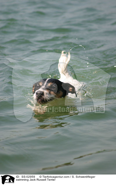 Jack Russell Terrier beim Schwimmen / swimming Jack Russell Terrier / SS-02959