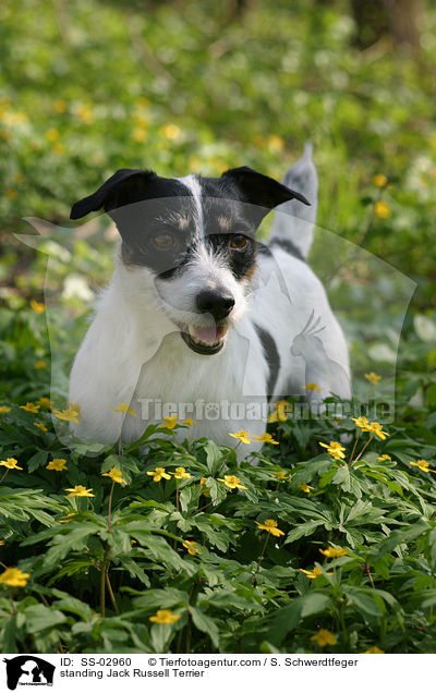 stehender Jack Russell Terrier / standing Jack Russell Terrier / SS-02960