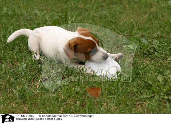 Jack Russell Terrier Welpe knabbert an Becher / gnawing Jack Russell Terrier puppy / SS-02962