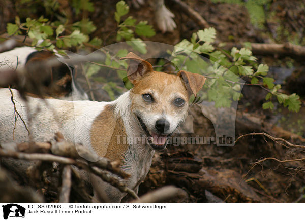 Jack Russell Terrier Portrait / Jack Russell Terrier Portrait / SS-02963