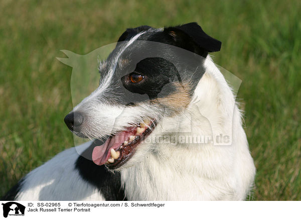 Jack Russell Terrier Portrait / Jack Russell Terrier Portrait / SS-02965