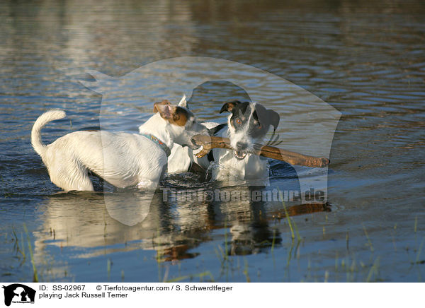 playing Jack Russell Terrier / SS-02967