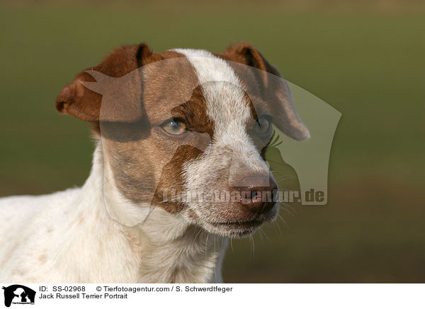 Jack Russell Terrier Portrait / Jack Russell Terrier Portrait / SS-02968