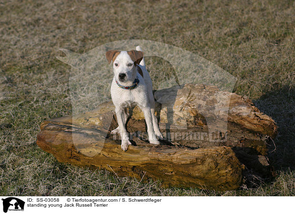 stehender junger Jack Russell Terrier / SS-03058