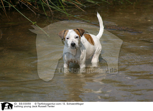 badender junger Jack Russell Terrier / SS-03059