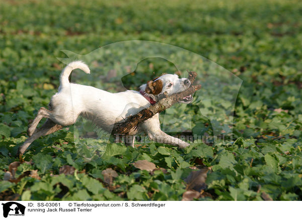 rennender Jack Russell Terrier / SS-03061