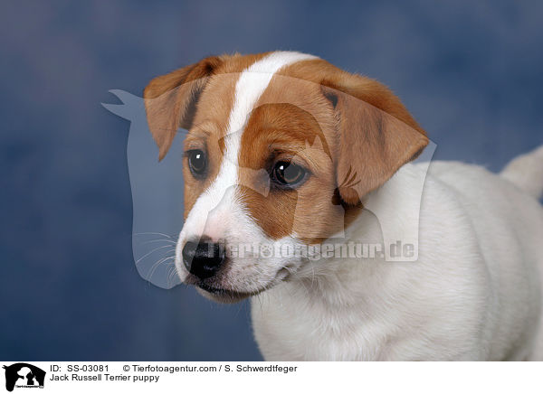 Jack Russell Terrier Welpe / SS-03081