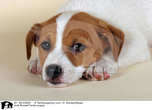 Jack Russell Terrier Welpe / SS-03083