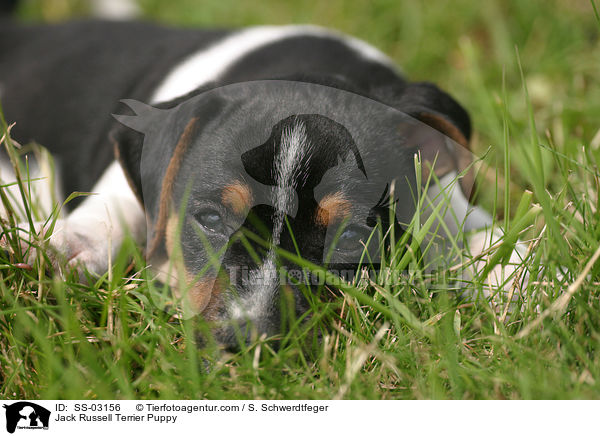 Jack Russell Terrier Welpe / Jack Russell Terrier Puppy / SS-03156