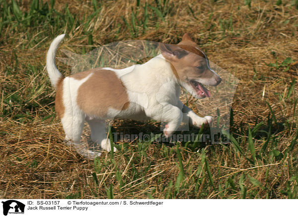Jack Russell Terrier Welpe / Jack Russell Terrier Puppy / SS-03157